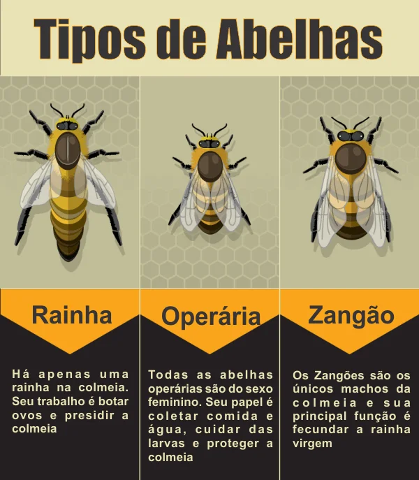 Tipos de Abelhas