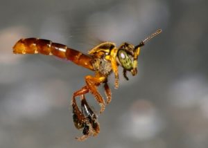 Espécies de Abelhas sem ferrão - Abelha Jataí Espécies de Abelhas sem ferrão - Abelha Jataí
