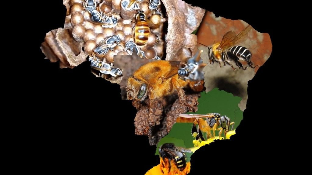 Meliponicultura Espécies de Abelhas Nativas