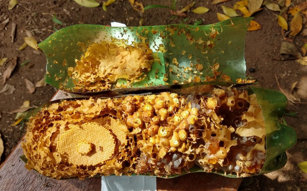 Abelhas Jataí - Isca Pet