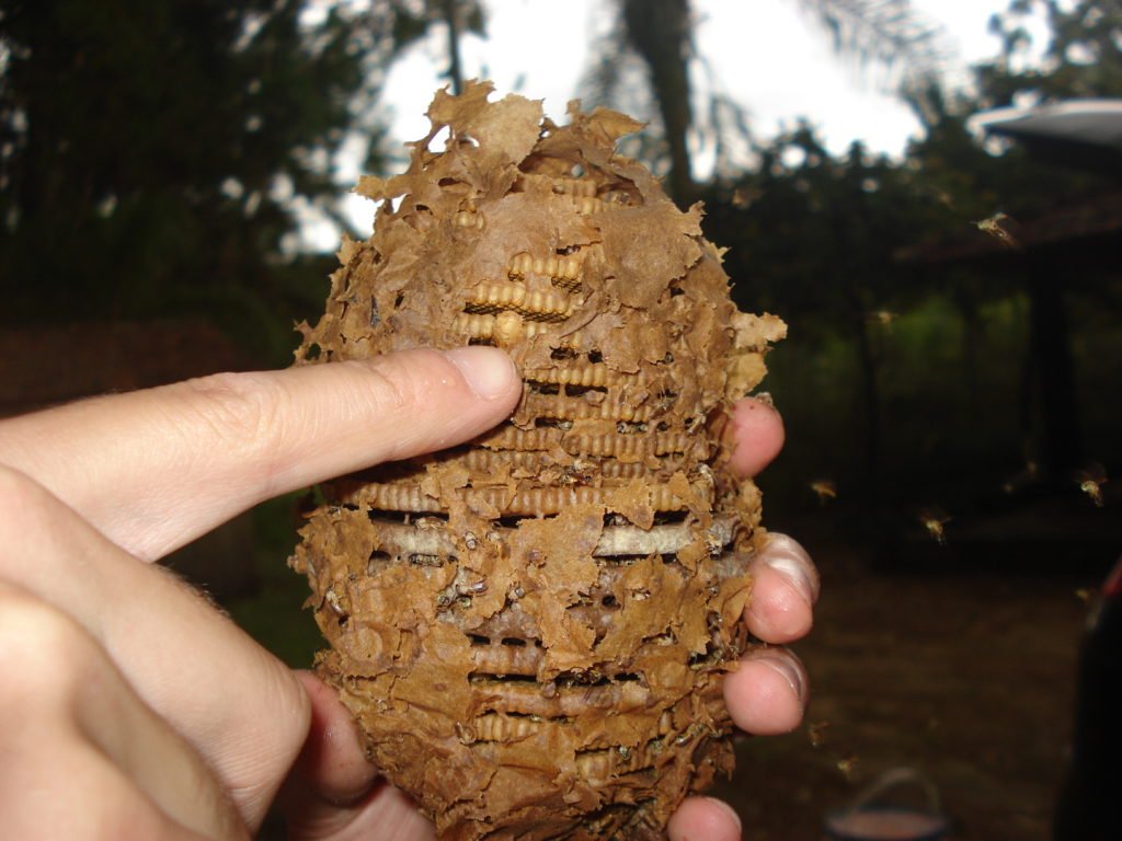 Ninho Abelhas Jataí