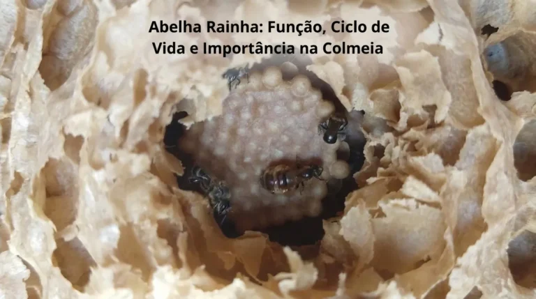 Abelha Rainha Função, Ciclo de Vida e Importância na Colmeia