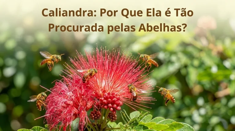 Caliandra: Por Que Ela é Tão Procurada pelas Abelhas?