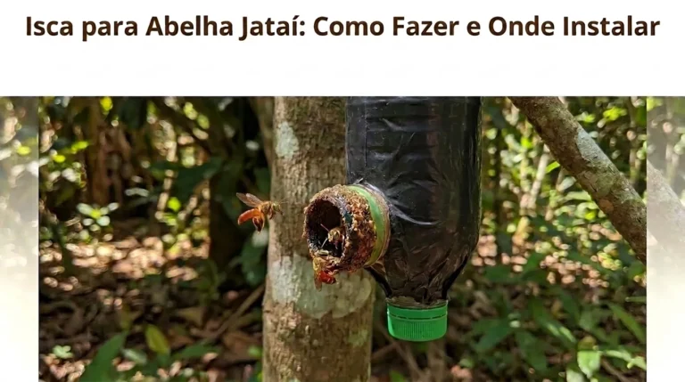 Isca para Abelha Jataí Como Fazer e Onde Instalar