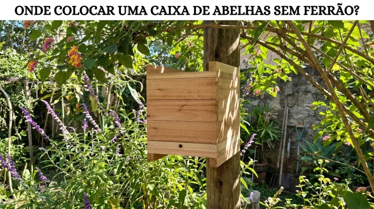 Onde Colocar a Caixa de Abelhas Sem Ferrão?